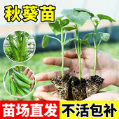 秋葵苗大全大苗带土苗秧四季 优选新苗室内种 水果蔬菜种苗新鲜当季