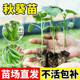 秋葵苗大全大苗带土苗秧四季 优选新苗室内种 水果蔬菜种苗新鲜当季