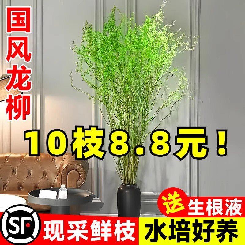 龙柳鲜枝水培植物客厅旺宅绿植雪柳带花苞花卉室内盆栽好养活国风,鲜花速递/花卉仿真/绿植园艺,红掌/凤梨/温室花卉,淘宝优惠券,粉丝福利购,淘宝优惠卷