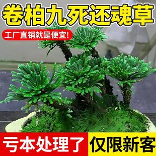 卷柏九死还魂草阳台办公室好养绿植物水培复活草小叶卷柏假山盆景