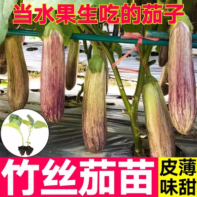 竹丝茄子秧苗面包花茄烧烤水果茄种子耐热高产抗病蔬菜苗四季盆栽