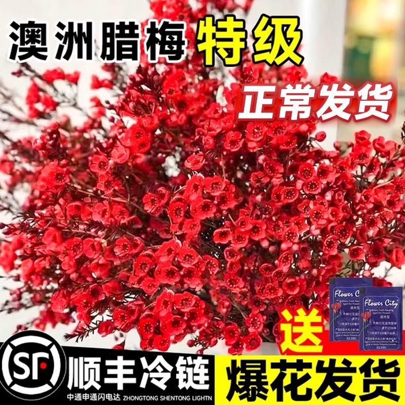 澳洲腊梅鲜花鲜切花束客厅水养干花插花云南基地直发摆件年宵真花,鲜花速递/花卉仿真/绿植园艺,花材,淘宝优惠券,粉丝福利购,淘宝优惠卷