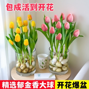 郁金香种球种子盆栽土培水培带花苞原生五度球花卉好养活百合水仙