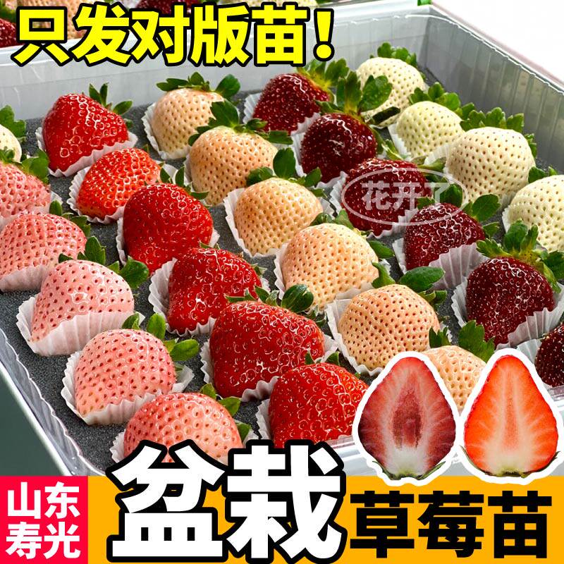 草莓苗四季牛奶章姬奶油草苗丹东99盆栽红颜种植大棚栽食用幼苗