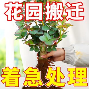 沙漠玫瑰花苗重瓣带花浓香型月季 花阳台庭院耐寒老桩大苗花卉盆栽