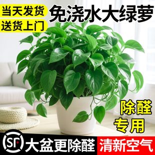 绿萝盆栽室内绿植水培植物大盆绿箩长藤款 好养 新房客厅除异味四季