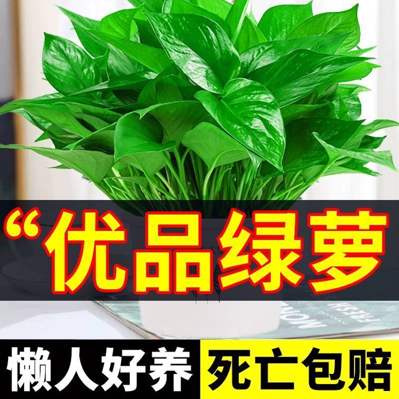 绿萝盆栽室内家用新房净化空气花卉植物水培长藤大叶绿箩