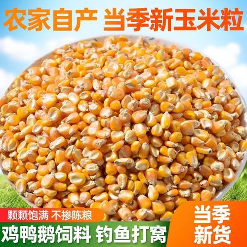 农家自产散装干玉米粒新玉米鸡鸭鸟宠物动物饲料粗粮鸽粮5斤10斤