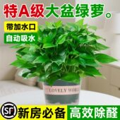 绿萝盆栽室内植物花卉绿植水培长藤垂吊大叶绿箩新房家用净化空气