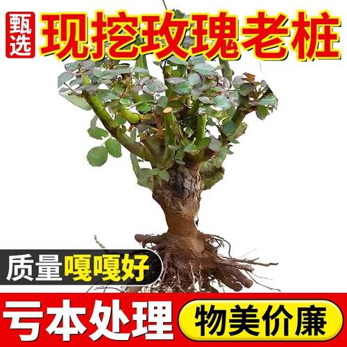 玫瑰花苗带花苞月季特大花树玫瑰盆栽多色盆栽花卉浓香老桩绿植物
