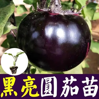 大果黑宝圆茄苗秧黑紫油亮长茄绿白杭线茄苗子四季盆栽肉厚带土球