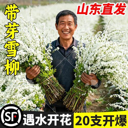 雪柳干枝鲜枝水养插花水培植物鲜花卉室内盆栽带花苞绿植龙柳好活