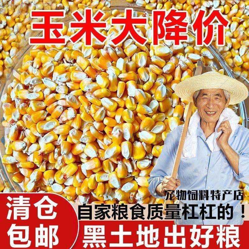 玉米粒20斤喂 鸡饲料猪饲料鸽子饲料50斤玉米干玉米粒苞米