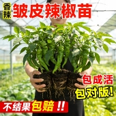优质辣椒苗高产特大螺丝椒苗子香辣大果秧苗四季 盆栽阳台薄皮椒偏