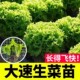 四季 带土生菜苗生菜秧苗奶油生菜苗紫叶罗马生菜苗蔬菜苗阳台菜苗