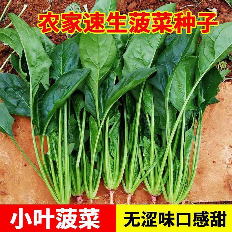 小叶菠菜种子小尖叶土菠菜家庭种植地道农家味老品种蔬菜种子大全,鲜花速递/花卉仿真/绿植园艺,种苗/半成品盆栽,淘宝优惠券,粉丝福利购,淘宝优惠卷