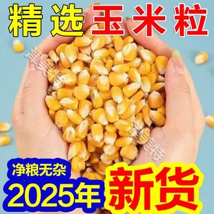 25年新玉米粒老玉米农家自产散装 干玉米粒钓鱼打窝小鸡鸽子粮10斤