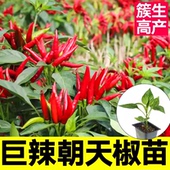高产特辣超辣烈焰朝天椒苗秧四季 春秋白玉小米辣椒种子寿光蔬菜苗