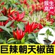 高产特辣超辣烈焰朝天椒苗秧四季 春秋白玉小米辣椒种子寿光蔬菜苗