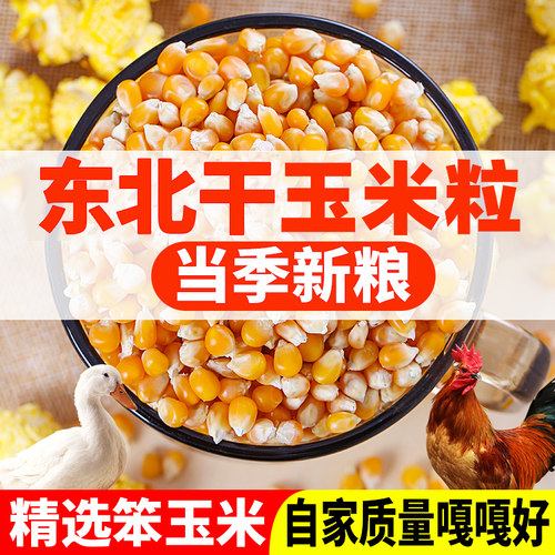 现磨玉米碎玉米粒养鸡鸭鹅猪鹌鹑饲料蛋鸡饲料粮食清仓碎米抵价米