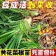黄花菜根苗食用高产金针黄花菜种植苗金针花种苗庭院四季 种植包活