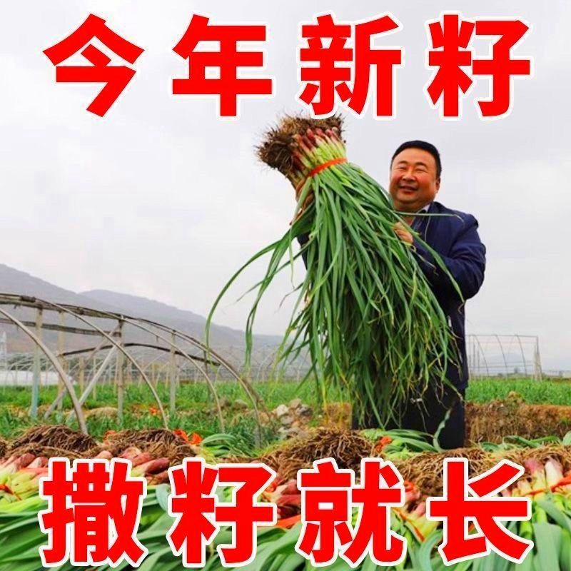 红头蒜苗种子四季播大蒜苗种子阳台盆栽棚种香蒜硬叶蒜苗蒜苗种籽