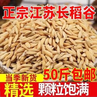 50斤新稻谷优质稻谷40斤农村稻谷喂鸡喂鸭喂鸟钓鱼饲料稻谷批发