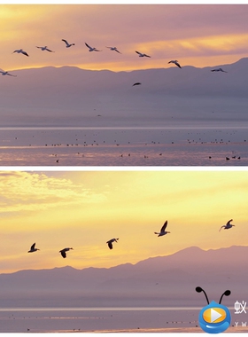 S2160 大雁南飞秋天 夕阳大雁湖边 高清视频素材