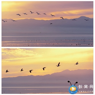 S2160 大雁南飞秋天 夕阳大雁湖边 高清视频素材