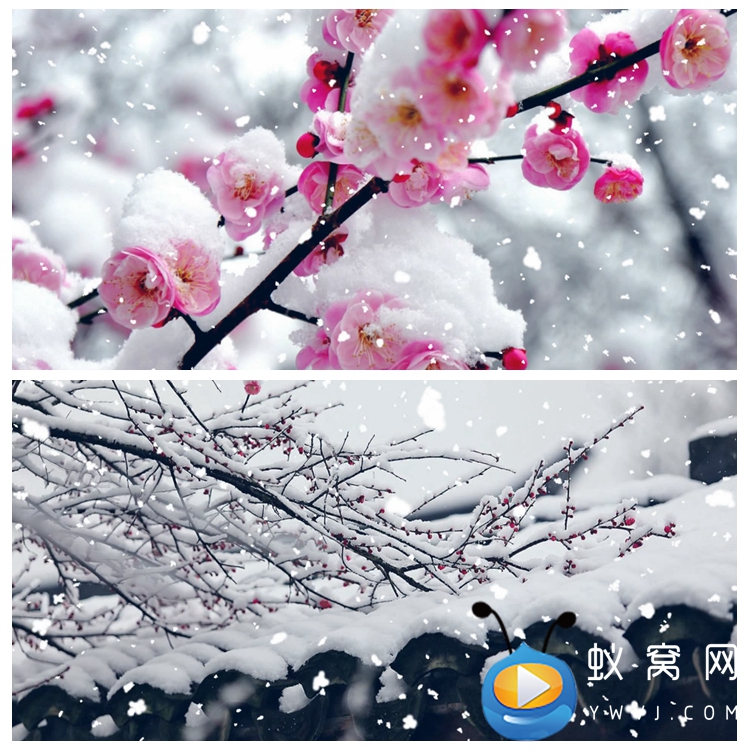 s3283腊梅 雪中梅花 下雪 红梅 素材