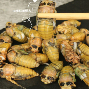 2025白蝉新鲜脱壳知了猴蝉蛹银蝉活体速冻嫩金蝉结了龟顺丰包邮