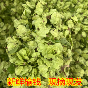 2025年新鲜榆钱窝窝头春季时令野菜杂粮粗粮健康低脂代餐儿时味道