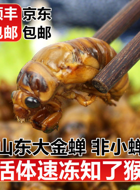 2026山东大知了猴新鲜现抓活体金蝉冷冻结了龟爬叉猴蛹顺丰包邮
