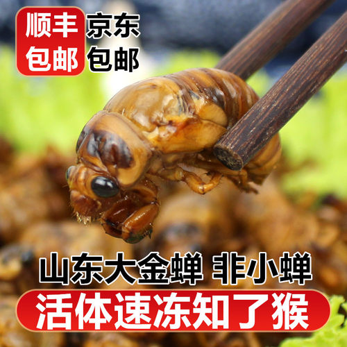 山东大个活体速冻知了猴有复眼