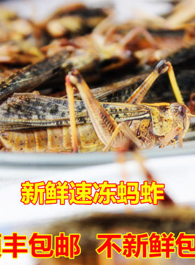 新鲜小蚂蚱大棉蝗速冻顺丰包邮