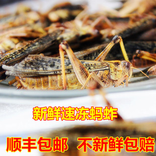 新鲜蚂蚱大棉蝗虫公母混合昆虫速冻非即食油炸烧烤蹬倒山顺丰包邮