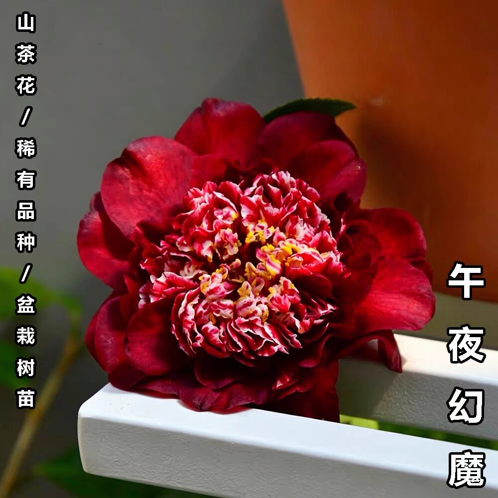 午夜魔幻茶花盆栽名贵品种高档室茶花