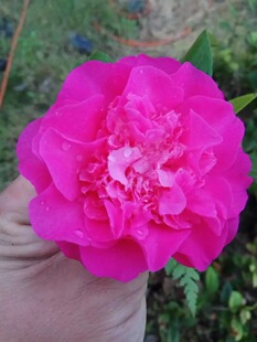 黛比茶花又名新西兰冠军开品紫粉色阳台庭院绿植