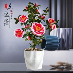 友之浦 茶花盆栽山茶花室内阳台花卉