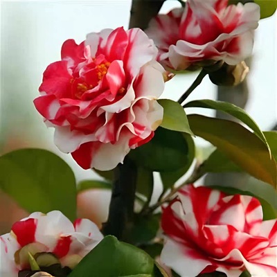 花露珍品种山茶花盆栽植物珍贵品种带花苞室内外盆栽木本耐寒花卉
