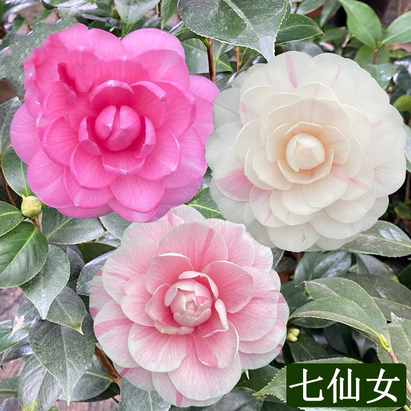 七仙女茶花树苗一树多色盆栽品种名贵绿植阳台年宵花卉山茶,鲜花速递/花卉仿真/绿植园艺,时令草本花卉,淘宝优惠券,粉丝福利购,淘宝优惠卷