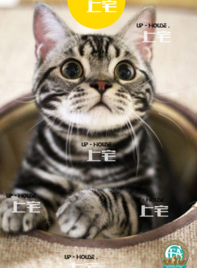 上宅 UP-HOUSE▲CFA美国短毛猫美短银虎斑加白起司活体猫▲HH▲DD