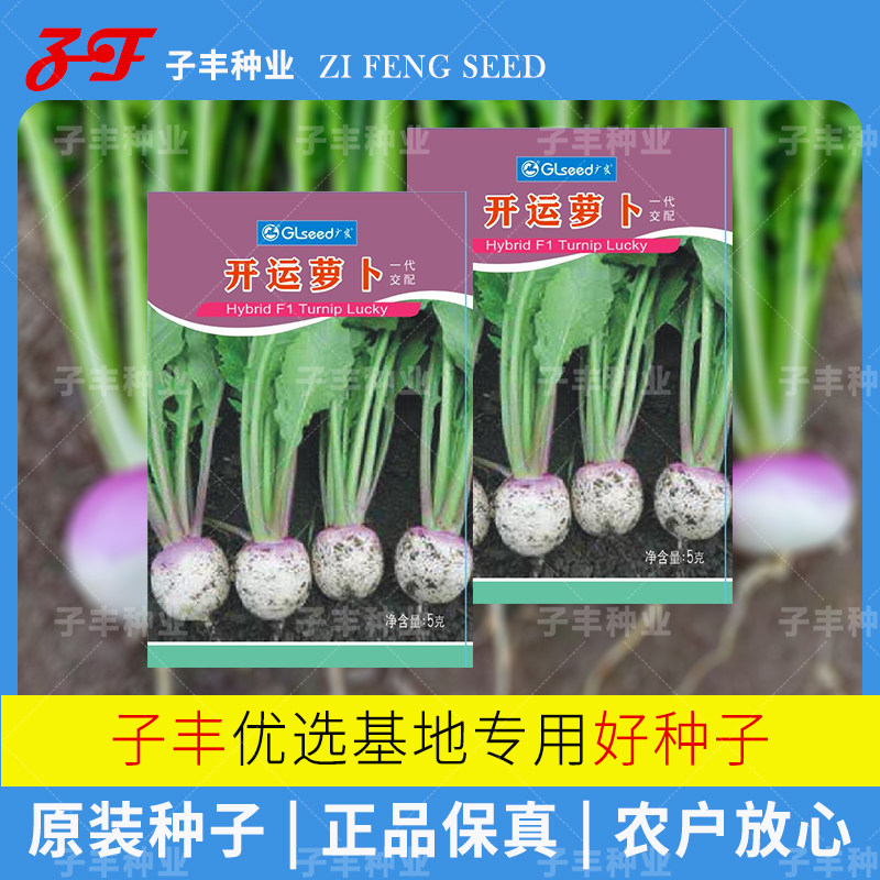 【广良】开运萝卜种子5克春秋四季上紫下白水果小芜菁种子蔓菁籽