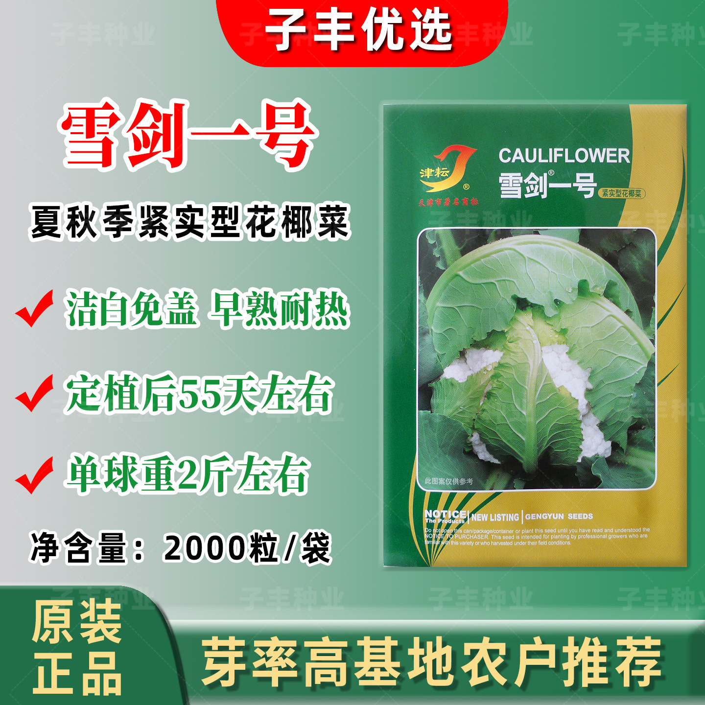 紧实型花椰菜雪剑一号菜花种子夏季秋季早熟耐热免盖洁白花菜种籽