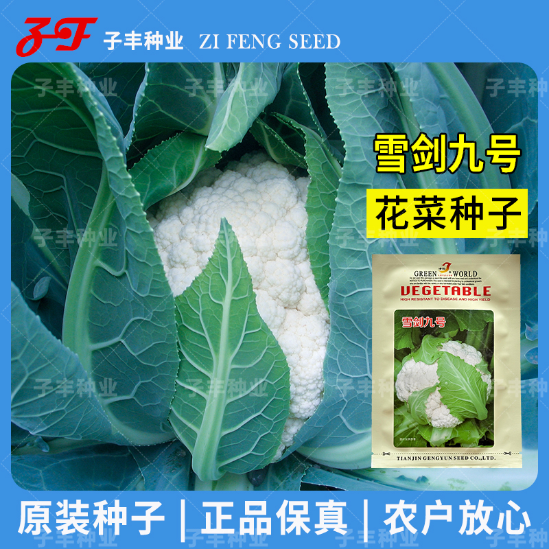 免蓋花球雪白春秋緊花菜種子