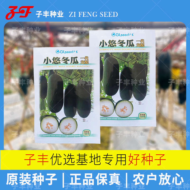 口感很好的黑皮小冬瓜种子