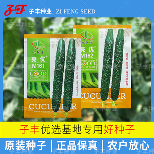 耐高温油亮秋季 亮优M161黄瓜种子20克m162夏季 保真 黄瓜籽 正品