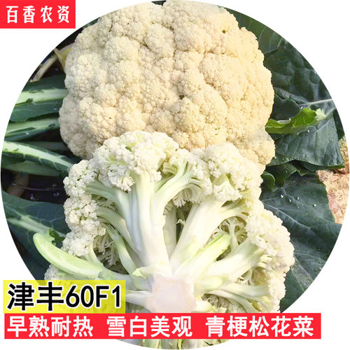 有机白菜花价格 有机白菜花图片 星期三