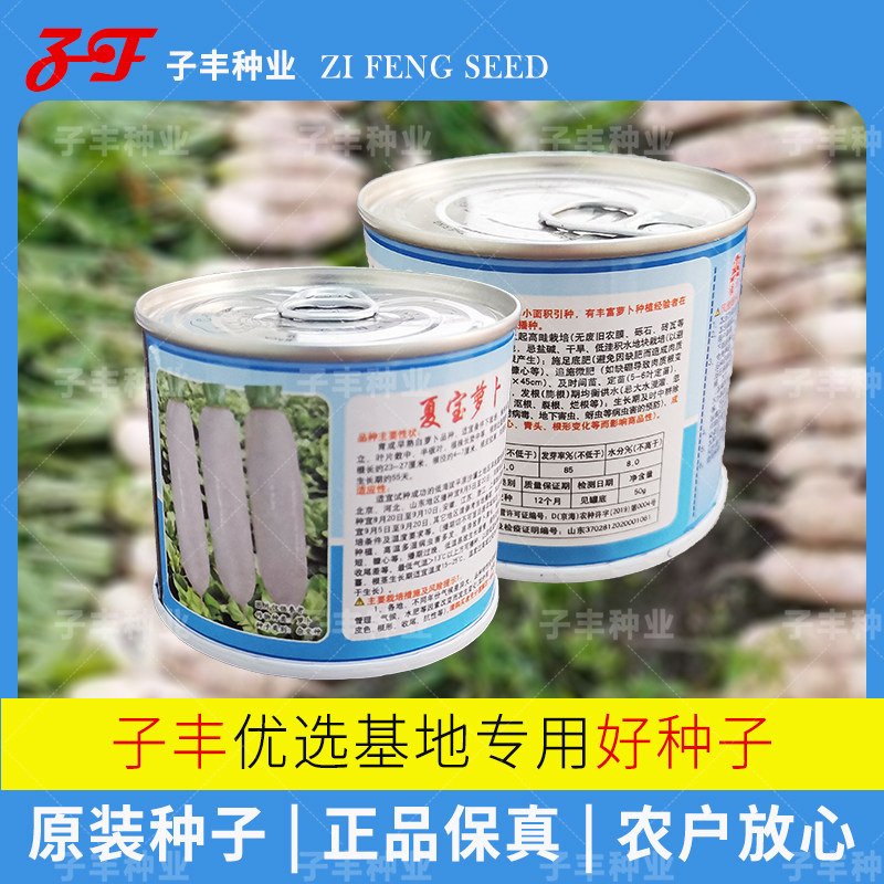 夏季耐高温55天白萝卜种子