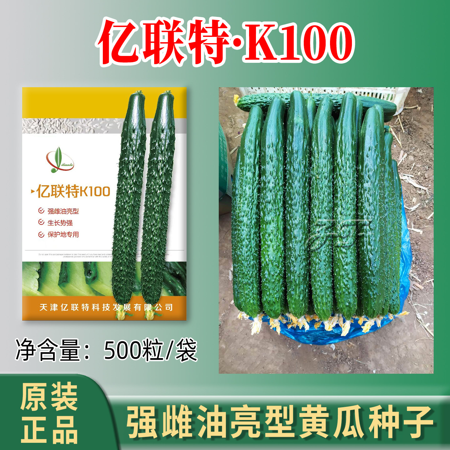 保护地专用黄瓜种子亿联特K100早春越冬耐低温强雌油亮青瓜菜籽种